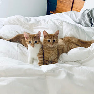 Meet your Posher, Devon